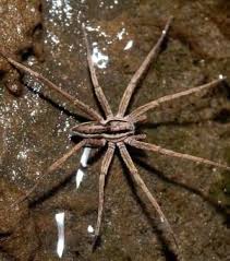 Decouvrez 17 Araignees Aux Particularites Aussi Etranges Que Fascinantes Araignee Aquatique Regne Animal