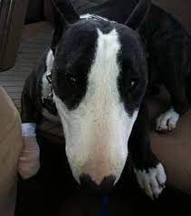 Available Dogs Bull Terrier Rescue Bull Terrier English Bull Terriers