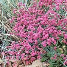 Image result for Eriosema erici-rosenii