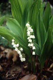 We did not find results for: Guide To Poisonous Plants College Of Veterinary Medicine And Biomedical Sciences Colorado State University