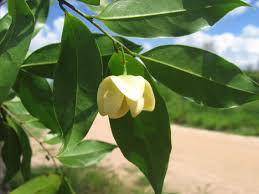 Image result for Uvaria tanzaniae