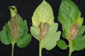 草花も野菜も注意 灰色かび病 の症状と対策 Lovegreen ラブグリーン