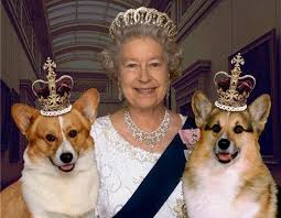 Meghan sẽ thành công dân anh thế nào? Cho Corgi Xá»© Wales Cá»• Cardigan Hoang Than Pets Shop Facebook