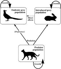 Disorders that can cause an increase in appetite include hyperthyroidism, diabetes mellitus, exocrine pancreatic insufficiency, inflammatory bowel disease, and rarely, feline acromegaly. Control Of Rabbits To Protect Island Birds From Cat Predation Sciencedirect