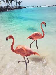 Pin By Isabela Santi On Lovely Photos Flamingo Pictures Animals Landscape Illustration
