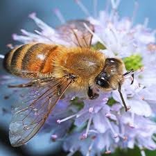Saving bees is a big undertaking that is best split into smaller functions. 6 Duties In A Worker Bees Life Save Our Bees Australia