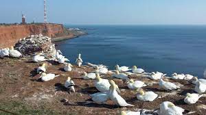 Basstölpel sind die größte und schwerste art der tölpel. Endlich Helgoland Die Abenteuerliche