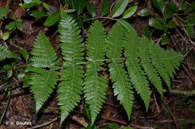 Image result for Megalastrum lanuginosum