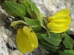 Image result for Justicia odora