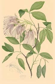 Image result for Crateva