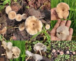 Image result for Dolichos trinervatus