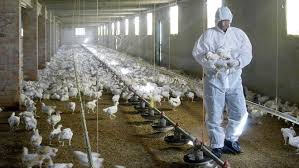El virus de la gripe aviar vive en el medioambiente durante períodos de tiempo prolongados. Dos Cientificos Chinos Advierten Del Riesgo De La Llegada De Una Nueva Pandemia La Gripe Aviar H5n8 Marca