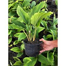 Saya kongsikan 2 masalah utama tanaman kunyit hitam. Pokok Kunyit Hitam Asli Kaempferia Parviflora Shopee Malaysia