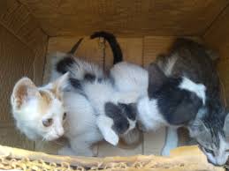 4 Yavru Kedi Acil Dost Patiler Kedi Kopek Dunyasi Kedi Ve Kopekler Icin Her Sey