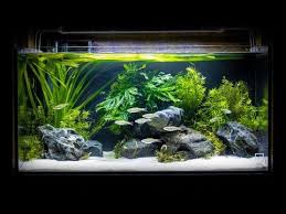 Watch the official shark tank online at abc.com. Volcano Rasbora Island Aquascape With Hakkai Stone Low Tech Youtube In 2020 Aquarium Landscape Fresh Water Fish Tank Aquascape