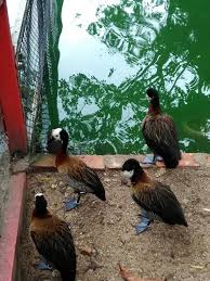 Taman burung pinang the penang bird park is the only draw on the mainland with its landscape park consisting of 3000 birds from 300 species of local birds and those from other southeast asian countries. Taman Burung Jalan Jalan Dan Cari Makan Di Pulau Pinang Facebook