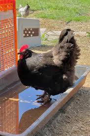 Keep their coop impeccably clean, especially the nesting boxes. Top 9 Best Laying Chickens That You Ll Get More Eggs Chart