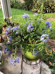 Image result for Plumbago