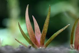 Image result for Xyris parvula