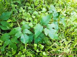 The common nature of the plant is probably due to the fact that many different bird species feed on its berries. Poison Ivy With Leaves Of Five