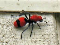 Check spelling or type a new query. Red Velvet Ant Hgtv