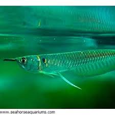 silver arowana seahorse aquariums ltd