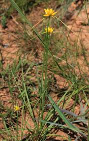 Image result for Cyperus margaritaceus