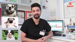 Kedi Ve Kopekte Goz Akintisi Youtube