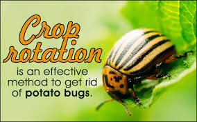 Also, be sure to remove eggs. No Fail Tips On How To Get Rid Of Potato Bugs Gardenerdy