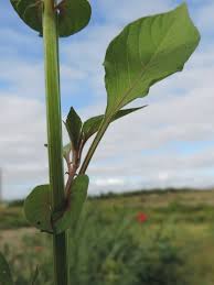 Image result for Celosia trigyna