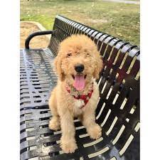 F1b Goldendoodle Male Puppy F1b Goldendoodle Goldendoodle Puppies