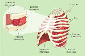 The rib cage is the arrangement of ribs attached to the vertebral column and sternum in the thorax of most vertebrates, that encloses and protects the vital organs such as the heart, lungs and great vessels. The Intercostal Muscles Allow Ribs To Move While Breathing