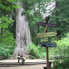 You could easily spend weeks discovering this place but the best thing to do is simply. Walks And Hikes Redwood National And State Parks U S National Park Service