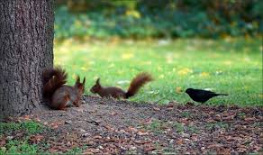 Https Peterlaustercommunity De L F Index Php App Gallery Image 83849 Eichhornchen Tierbilder Tiere