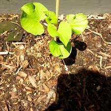 Image result for Ipomoea welwitschii