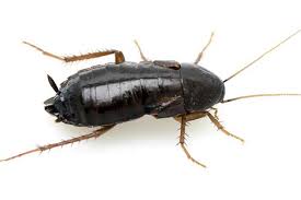 Pest exterminator kitchener, guelph, woodstock & stratford > cockroach extermination services. Pest Protection Services Pest Control Services In Brentwood Antioch Pittsburg East Bay Area Cities
