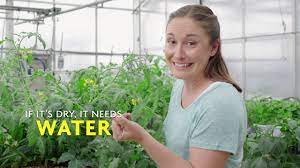 The leaves can burn when they still have drops of water on them. How To Water A Tomato Plant Youtube