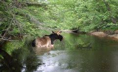 Riverbend Campground South Tamworth Nh 603 323 9133 Located Between The Sandwich And Ossipee Mountain Rang Lake Winnipesaukee Tent Site Best Campgrounds