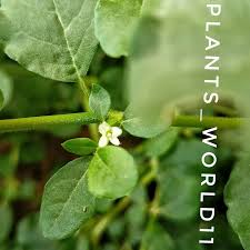 Image result for Trianthema