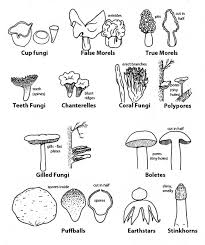Urban Mushrooms How To Identify Mushrooms And Where To Find