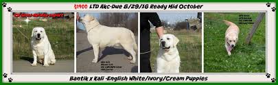 What is an english type labrador? White Lab Puppies For Sale In Wisconsin Winter Valley Labs Mlk