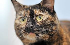 There are a number of small changes that can be made to. Feline Health Check For Older Cats