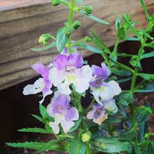 Image result for Pachystachys