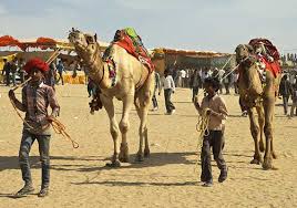 The step has been taken to check the diminishing number of camels in the state. Camel To Become Rajasthan S State Animal India News India Tv