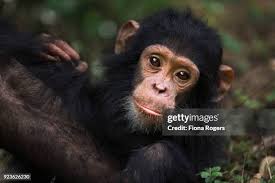 922 Fiona Rogers Stock Photos, High-Res Pictures, and Images