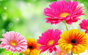 Image result for spring flowers
