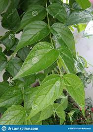 Find tips and guides to grow and maintain the perfect garden for your home. Night Jasmine Blume Pflanze Mit Frischen Gra Nen Bla Ttern Im Garten Stockfoto Bild Von August Frisch 156153520