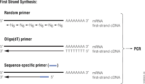 Pcr Amplification | An Introduction To Pcr Methods | Promega