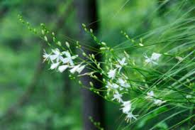 Image result for Anthericaceae