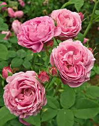 Smell the roses to enjoy the finer or more enjoyable aspects of life, especially when one has become overworked or overly stressed. The Most Fragrant Roses For Your Garden Better Homes Gardens